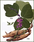 葛根提取物（葛根異黃酮）-GMP企業 