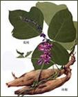 黃藤素，川芎嗪，葛根素 